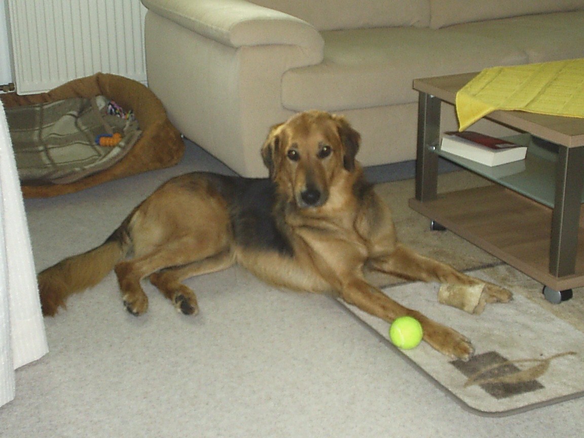 Benno (Deutscher Schäferhund, Setter) Deutscher Schäferhund Setter 